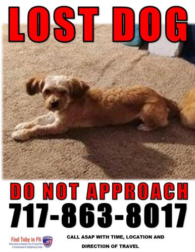 Lost Male Dog last seen Lehman street 2nd to North 7 ave , lebanon pa , Lebanon, PA 17046