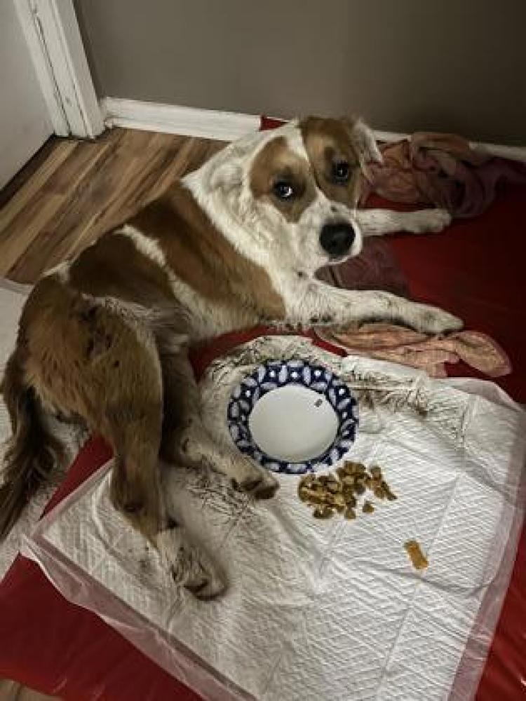 Shelter Stray Male Dog last seen San Antonio, TX 78219, San Antonio, TX 78229