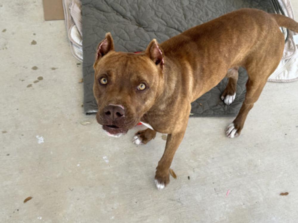 Shelter Stray Male Dog last seen San Antonio, TX 78251, San Antonio, TX 78229