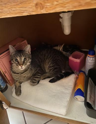Lost Male Cat last seen Aggie Express, New Mexico State University , Las Cruces, NM 88001