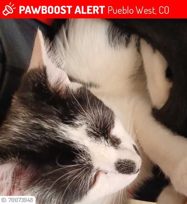 Lost Male Cat last seen Greenway Ave , Pueblo West, CO 81007