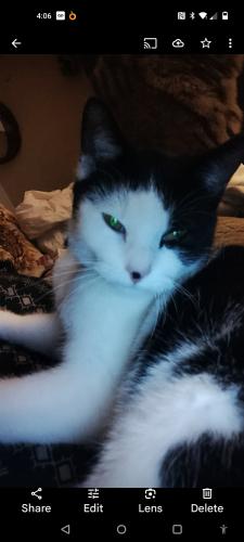 Lost Female Cat last seen E 6th and Perry near Family Dollar store , Erie, PA 16507