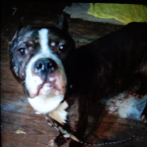 Lost Male Dog last seen Near East Ave, duchess gas station, , Akron, OH 44314