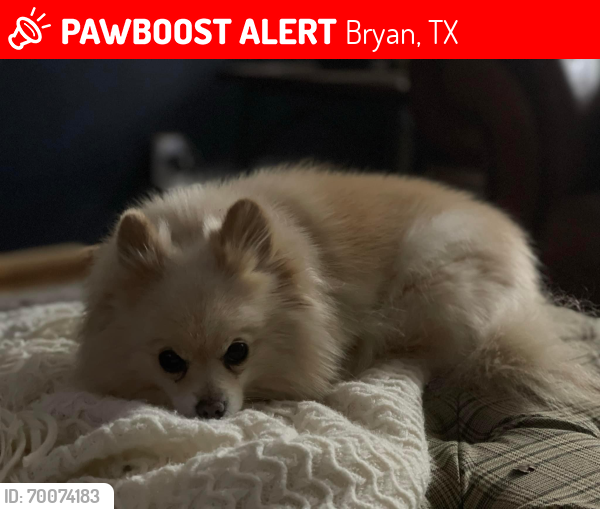 Lost Female Dog last seen OSR near Top of the Hill Burgers, Bryan, TX 77807