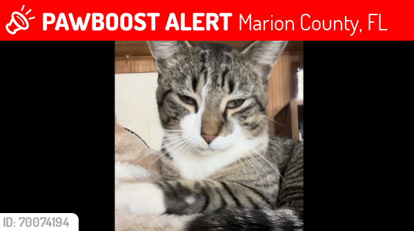 Lost Male Cat last seen Se 170 th st , Marion County, FL 32195