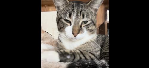Lost Male Cat last seen Se 170 th st , Marion County, FL 32195