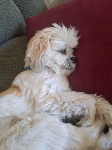 Lost Male Dog last seen King George and hiway 10, Surrey, BC V3X 2R8