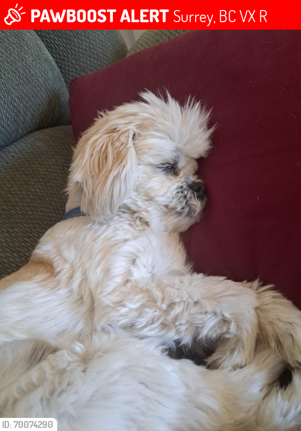 Lost Male Dog last seen King George and hiway 10, Surrey, BC V3X 2R8