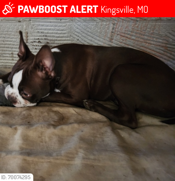 Lost Male Dog last seen Powell Gardens, Kingsville, MO 64061