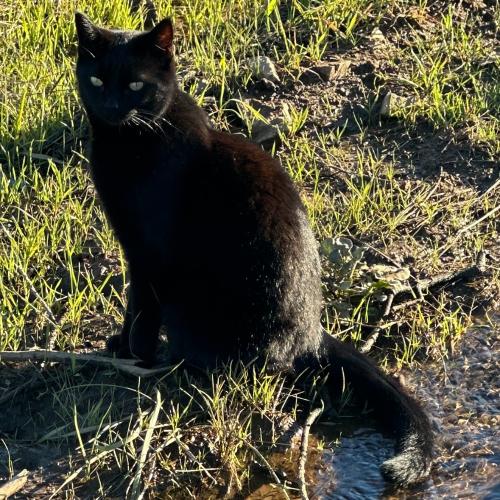 Lost Male Cat last seen Lower Springs Road & Swasey, Redding, CA 96001
