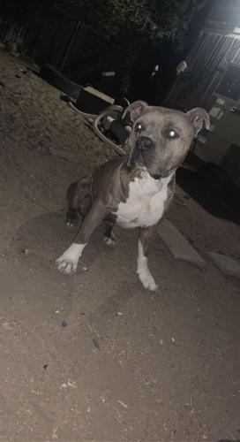 Lost Male Dog last seen 16th north bivins near Martin rd park, Amarillo, TX 79107