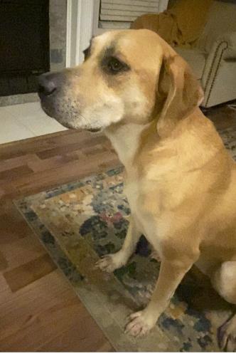 Lost Female Dog last seen Links apmts , Fort Smith, AR 72916