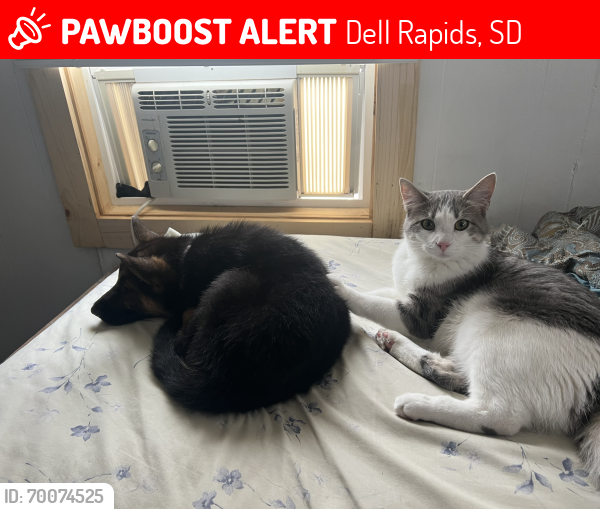 Lost Male Cat last seen Sioux Falls humane society, Dell Rapids, SD 57022