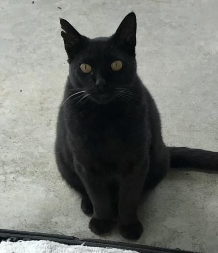 Lost Male Cat last seen Mescal and Cantaria, Rowland Heights, CA 91748
