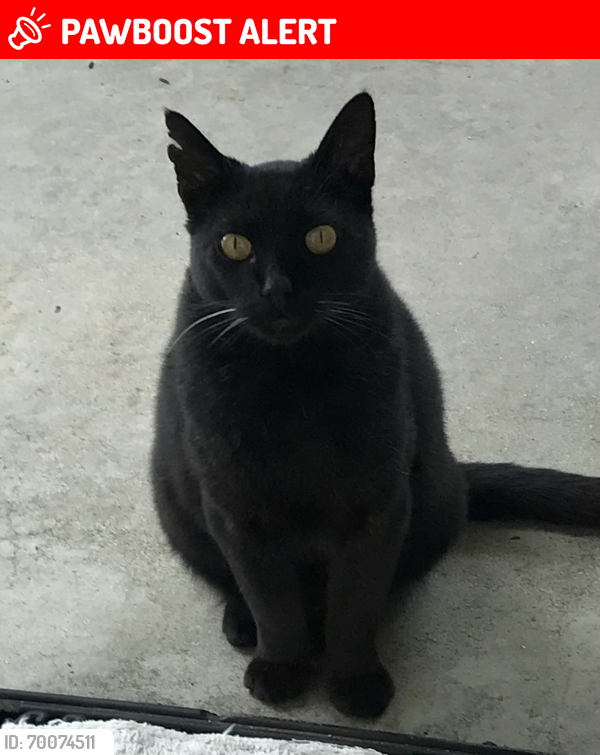 Lost Male Cat last seen Mescal and Cantaria, Rowland Heights, CA 91748