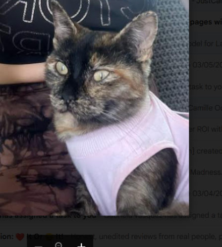 Lost Female Cat last seen Waddell Reems, Surprise, AZ 85379
