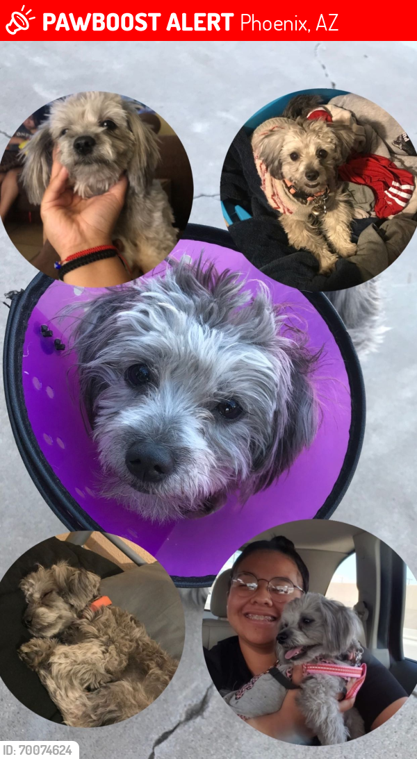 Lost Female Dog last seen 19th Ave and Peoria , Phoenix, AZ 85021
