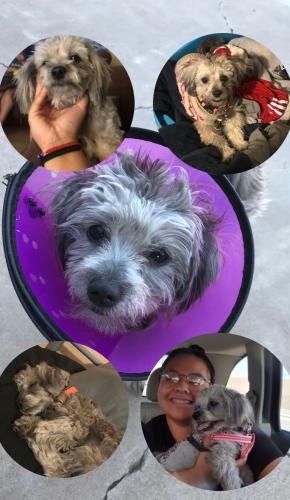 Lost Female Dog last seen 19th Ave and Peoria , Phoenix, AZ 85021