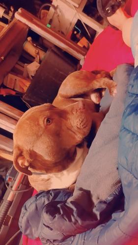 Lost Male Dog last seen Near and Denison , Cleveland, OH 44102