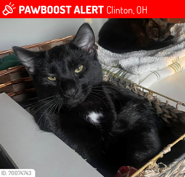 Lost Male Cat last seen Pleasant Hills neighborhood off of Arlington., Clinton, OH 44216