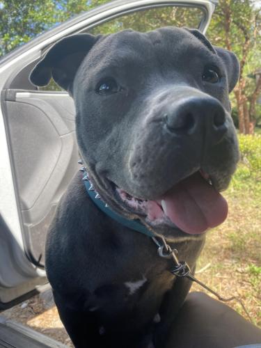 Lost Female Dog last seen Moore st , Madison, FL 32340