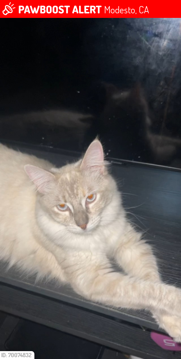 Lost Female Cat last seen Bowen ave and tully rd (arco), Modesto, CA 95350