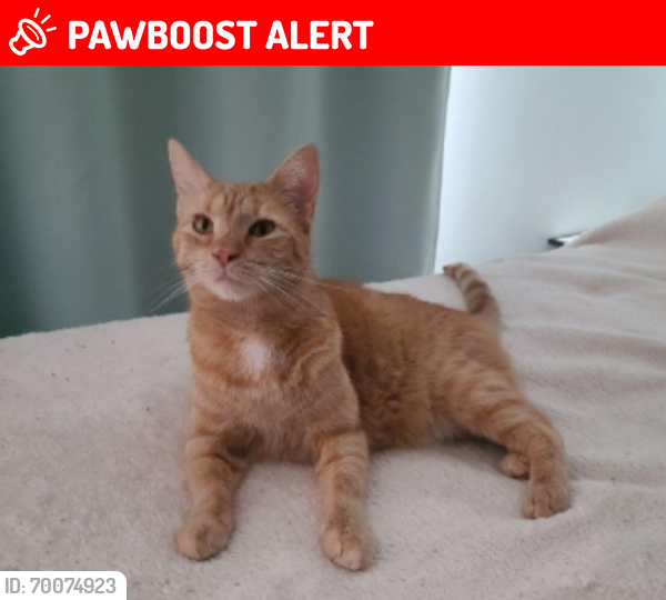 Lost Female Cat last seen Kevin Dr/Oxford Rd, Oxford Township, PA 17350