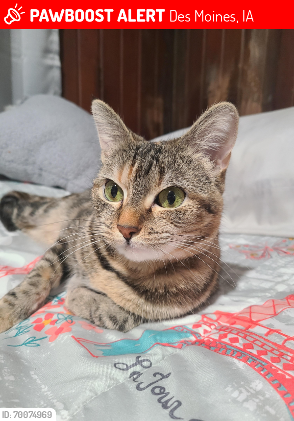 Lost Female Cat last seen East 25th and Grand Ave. , Des Moines, IA 50317
