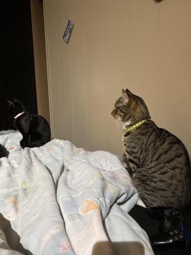 Lost Male Cat last seen School hse and smith ave , Coquitlam, BC V3J 2Y4