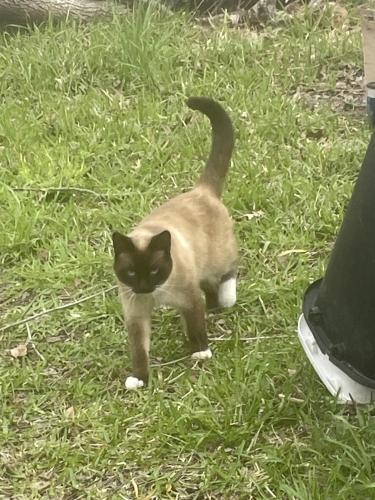 Lost Male Cat last seen Falvey and ruell, Houston, TX 77017