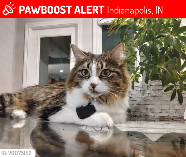 Lost Female Cat last seen Grandview Dr / W 52nd St, Indianapolis, IN 46228
