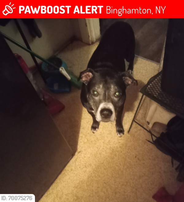 Lost Male Dog last seen Near Telegraph Street , Binghamton, NY 13903