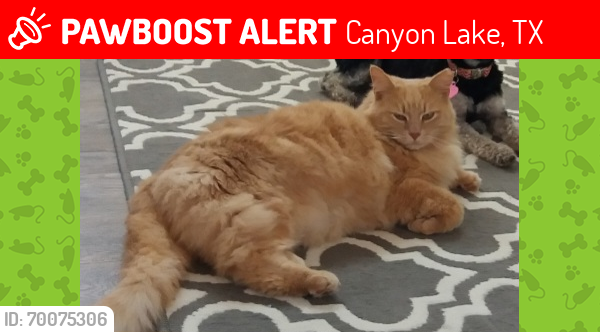Lost Male Cat last seen Cedar Grove Trail & Cashew , Canyon Lake, TX 78070