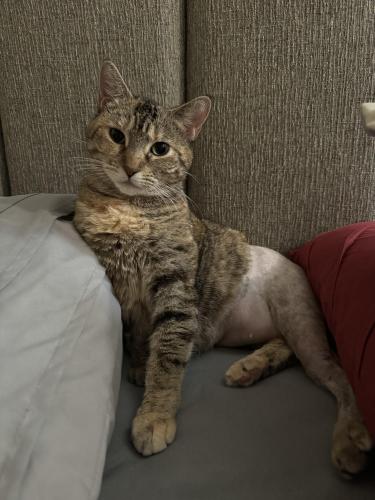 Lost Female Cat last seen Merle Ave by Starbucks and Ace Hardware , Modesto, CA 95355