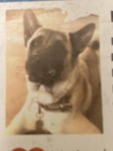 Lost Female Dog last seen Sandalwood, Odessa, TX 79762