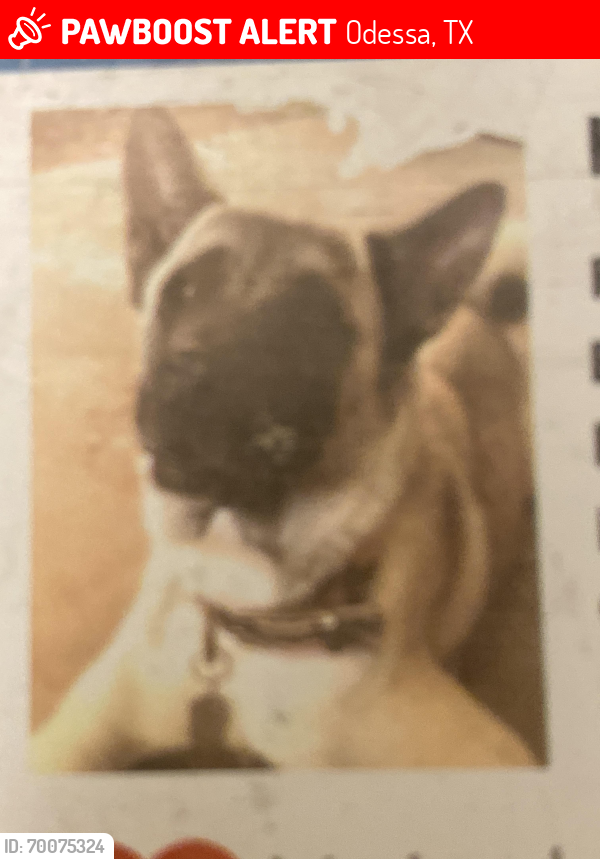 Lost Female Dog last seen Sandalwood, Odessa, TX 79762