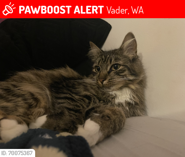 Lost Female Cat last seen Historic Vader Jail, Vader, WA 98593