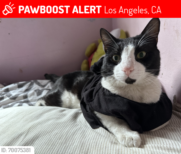 Lost Male Cat last seen Longwood Ave & Ferndale in Los Angeles 90016, Los Angeles, CA 90016