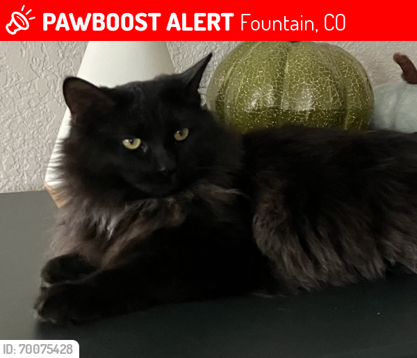 Lost Female Cat last seen Link Road & C&S in Fountain, Fountain, CO 80817
