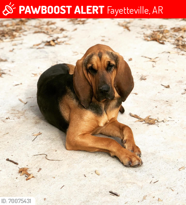 Lost Female Dog last seen Edgewood and Firetower in Goshen, Fayetteville, AR 72703