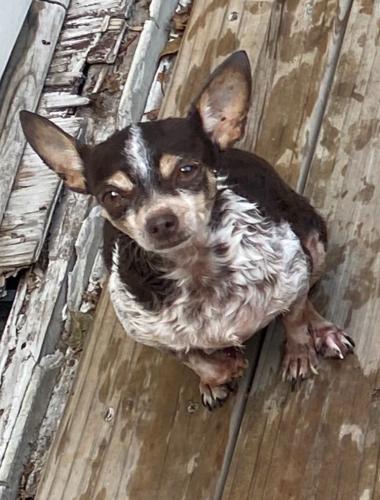 Lost Female Dog last seen Pelly park, Baytown, TX 77522