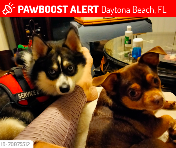 Lost Male Dog last seen Near international speedway , Daytona Beach, FL 32114