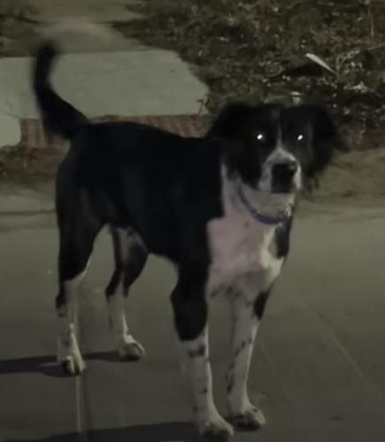 Lost Male Dog last seen Roosevelt st, Wichita, KS 67208