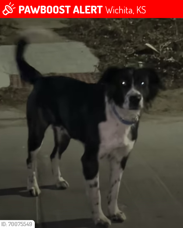 Lost Male Dog last seen Roosevelt st, Wichita, KS 67208