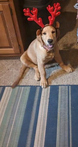 Lost Female Dog last seen Scipio Rd and River Rd, Maumee Township, IN 46797