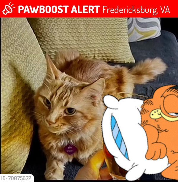 Lost Female Cat last seen Harris st Fredericksburg Virginia 22401., Fredericksburg, VA 22401