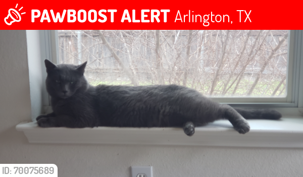 Lost Male Cat last seen Silo & Harris, Arlington, TX 76002