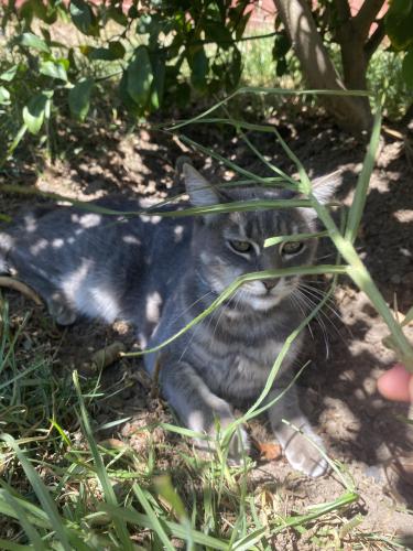 Lost Female Cat last seen Near E Lee Dr , Santa Maria, CA 93458