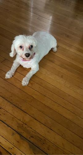 Lost Male Dog last seen Wright and buffum , Milwaukee, WI 53212