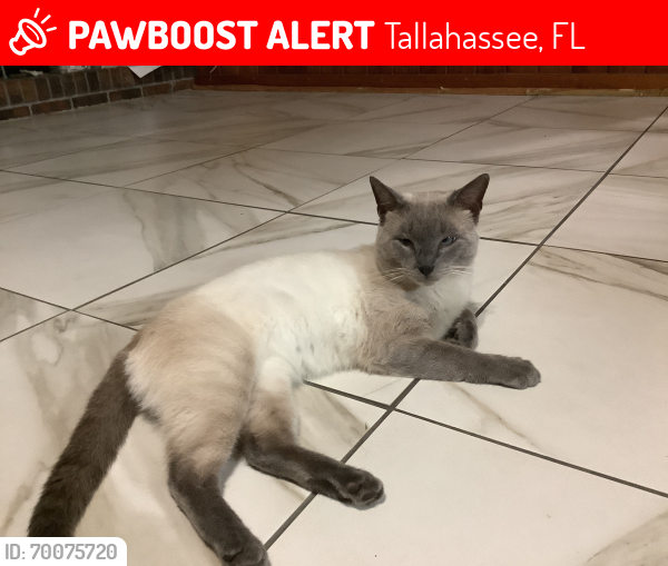 Lost Male Cat last seen Hickory Ridge Rd and Centerville Rd, Tallahassee, FL 32308